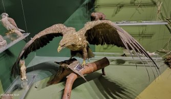 "W krainie mszarów i szuwarów" 