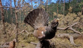 "W krainie mszarów i szuwarów" 