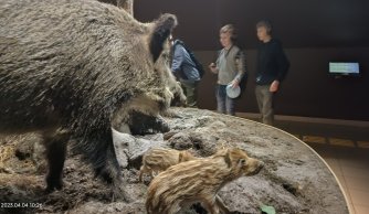 "W krainie mszarów i szuwarów" 