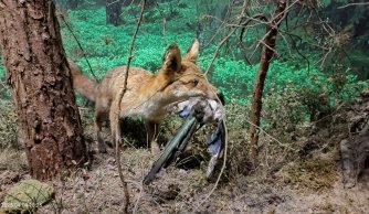 "W krainie mszarów i szuwarów" 