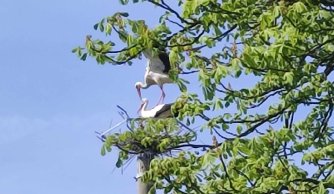 "Na Zwiastowanie bocian na gnieździe stanie"