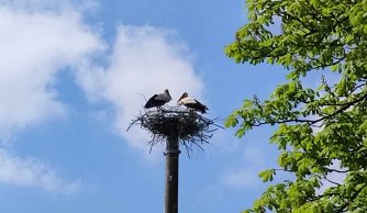 "Na Zwiastowanie bocian na gnieździe stanie"