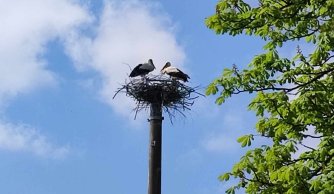 "Na Zwiastowanie bocian na gnieździe stanie"