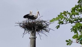 "Na Zwiastowanie bocian na gnieździe stanie"