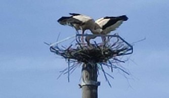 "Na Zwiastowanie bocian na gnieździe stanie"