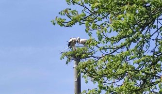 "Na Zwiastowanie bocian na gnieździe stanie"