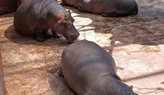 Relacja z wycieczki klas IV-VII Góry Stołowe-Praga-Wrocław