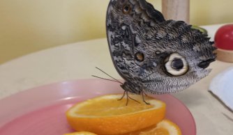 Motylarnia – warsztaty edukacyjne