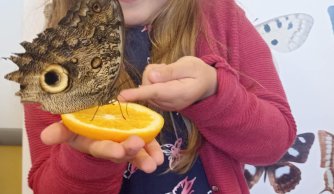 Motylarnia – warsztaty edukacyjne